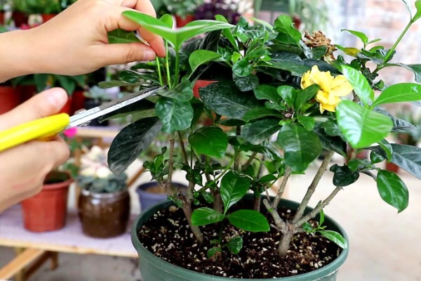 如何养殖栀子花，每天接受6小时以上的光照