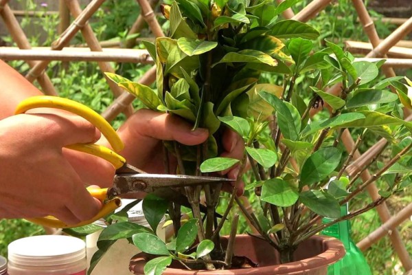 如何养殖栀子花，每天接受6小时以上的光照