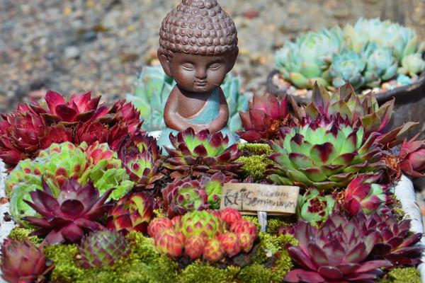 长生草怎样养到包起来，养殖1-2年就要换盆一次