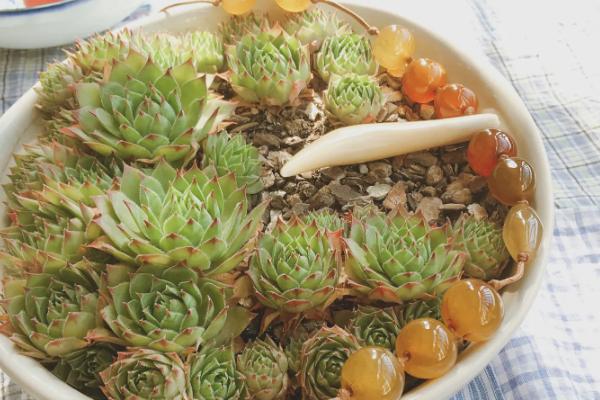 长生草怎样养到包起来，养殖1-2年就要换盆一次
