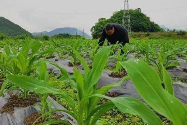 糯玉米的种植要点，与其它品种保持距离可防止相互串粉