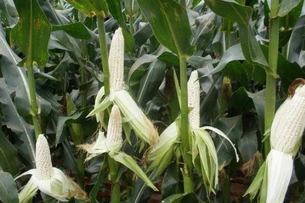 糯玉米的种植要点，与其它品种保持距离可防止相互串粉