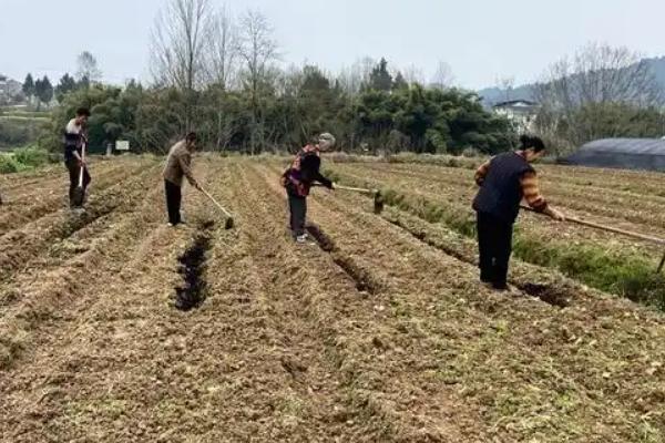 糯玉米的种植要点，与其它品种保持距离可防止相互串粉