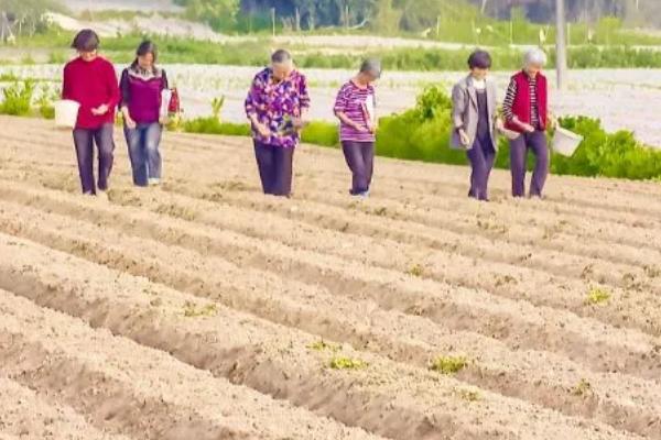 糯玉米的种植要点，与其它品种保持距离可防止相互串粉