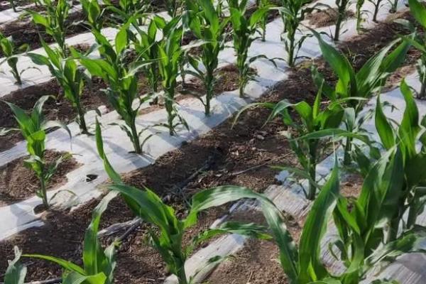 糯玉米的种植要点，与其它品种保持距离可防止相互串粉