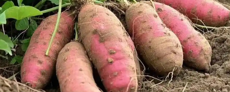 哪些红薯比较好吃，烟薯25、普薯32等品种都有不错的口感