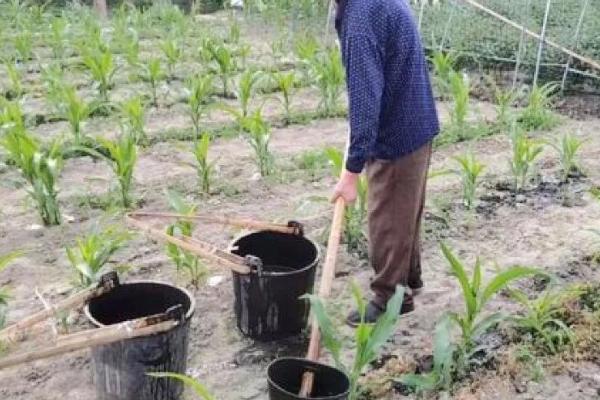 糯玉米的种植要点，与其它品种保持距离可防止相互串粉