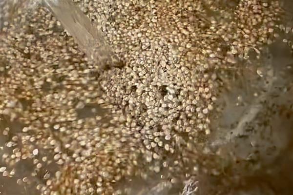 大棚茄科蔬菜怎么快速育苗，按照以下3个步骤逐一进行