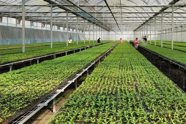 大棚茄科蔬菜怎么快速育苗，按照以下3个步骤逐一进行