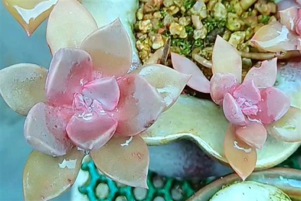 初恋如何养殖，温度保持在15-25℃为佳