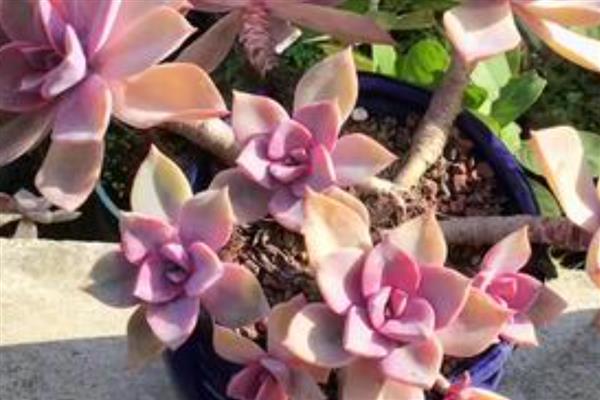 初恋如何养殖，温度保持在15-25℃为佳