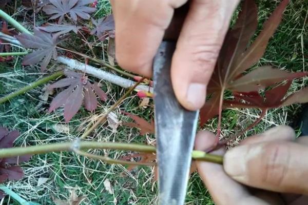 让红枫主干发芽的方法，剪除不良枝条可以促进新芽萌发