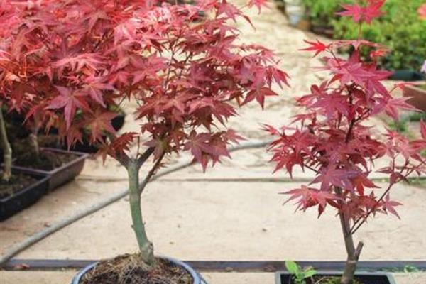 让红枫主干发芽的方法，剪除不良枝条可以促进新芽萌发