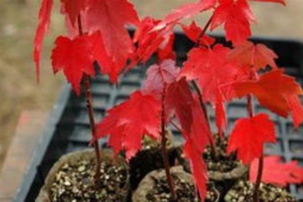 让红枫主干发芽的方法，剪除不良枝条可以促进新芽萌发