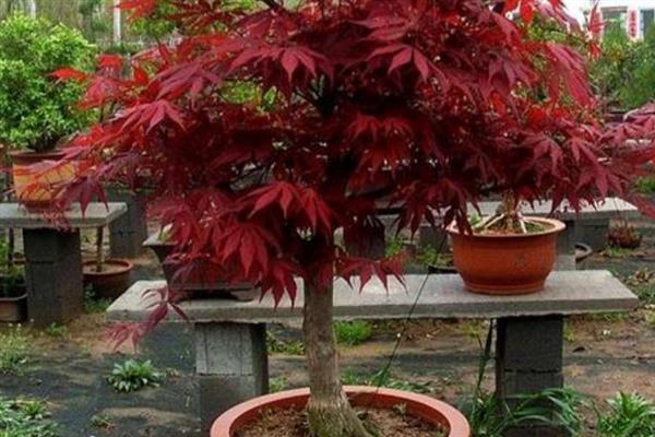 让红枫主干发芽的方法，剪除不良枝条可以促进新芽萌发