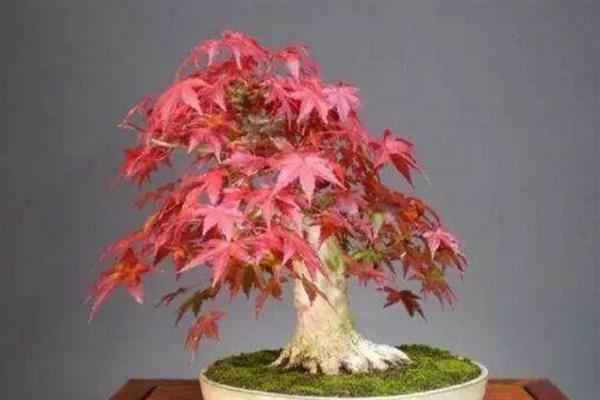 让红枫主干发芽的方法，剪除不良枝条可以促进新芽萌发