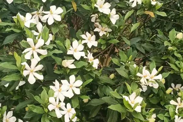 栀子花香吗，栀子花香味浓郁