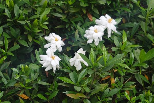栀子花香吗，栀子花香味浓郁