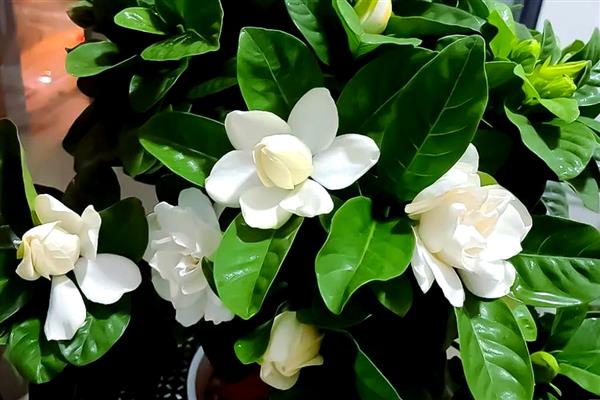 栀子花香吗，栀子花香味浓郁