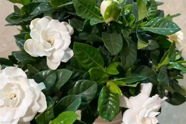 栀子花香吗，栀子花香味浓郁
