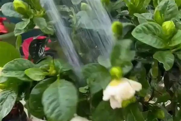 栀子花香吗，栀子花香味浓郁