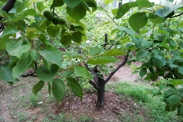 杏树是裸子植物吗，杏树是被子植物