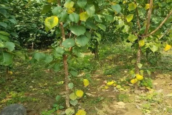 杏树是裸子植物吗，杏树是被子植物