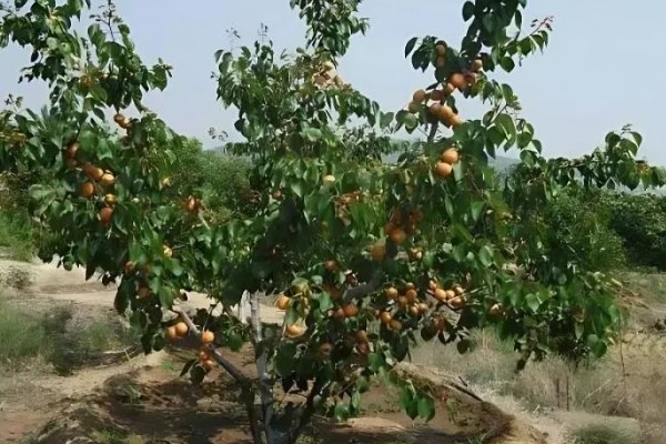 杏树是裸子植物吗，杏树是被子植物