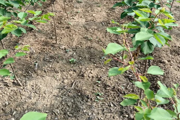 杏树是裸子植物吗，杏树是被子植物