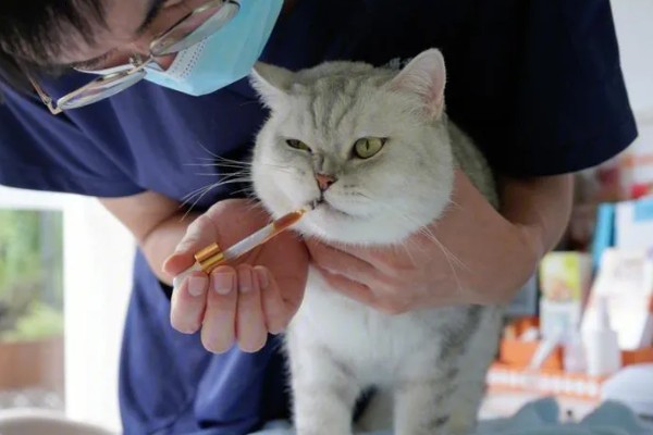 犬猫卵巢肿瘤怎么治疗，接受手术可防止肿瘤扩散