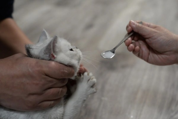 犬猫卵巢肿瘤怎么治疗，接受手术可防止肿瘤扩散