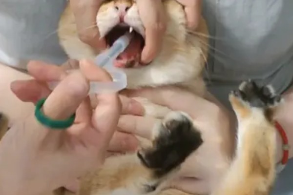 犬猫卵巢肿瘤怎么治疗，接受手术可防止肿瘤扩散