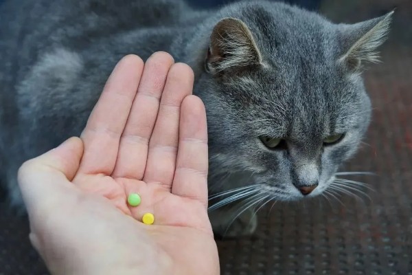犬猫卵巢肿瘤怎么治疗，接受手术可防止肿瘤扩散