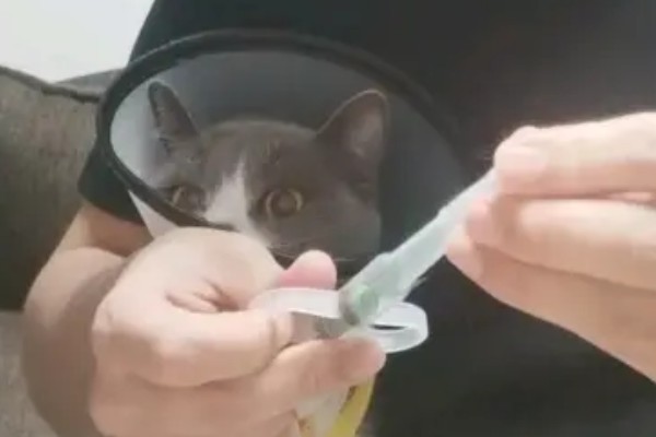 犬猫卵巢肿瘤怎么治疗，接受手术可防止肿瘤扩散