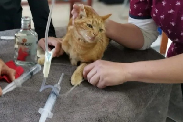 犬猫卵巢肿瘤怎么治疗，接受手术可防止肿瘤扩散