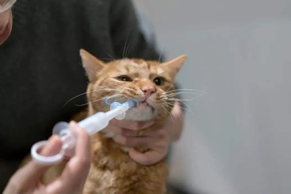 犬猫卵巢肿瘤怎么治疗，接受手术可防止肿瘤扩散