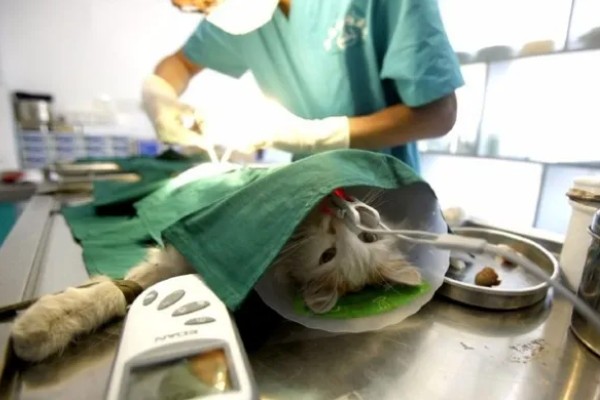 犬猫卵巢肿瘤怎么治疗，接受手术可防止肿瘤扩散