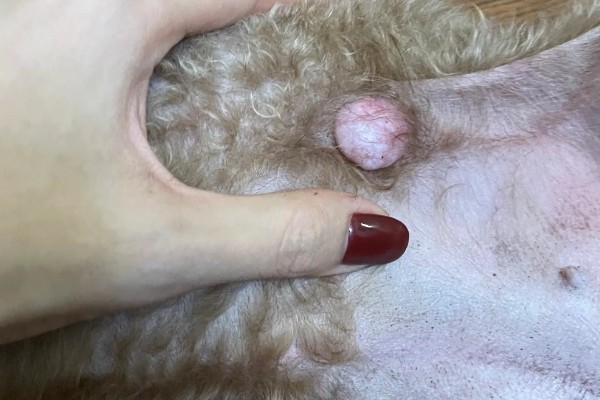 犬猫卵巢肿瘤怎么治疗，接受手术可防止肿瘤扩散