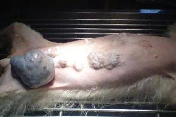 犬猫卵巢肿瘤怎么治疗，接受手术可防止肿瘤扩散