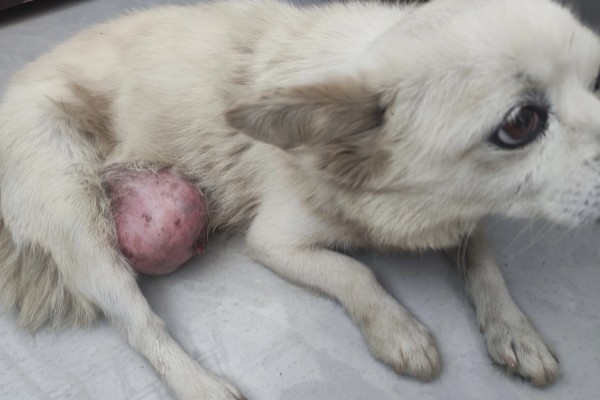 犬猫卵巢肿瘤怎么治疗，接受手术可防止肿瘤扩散
