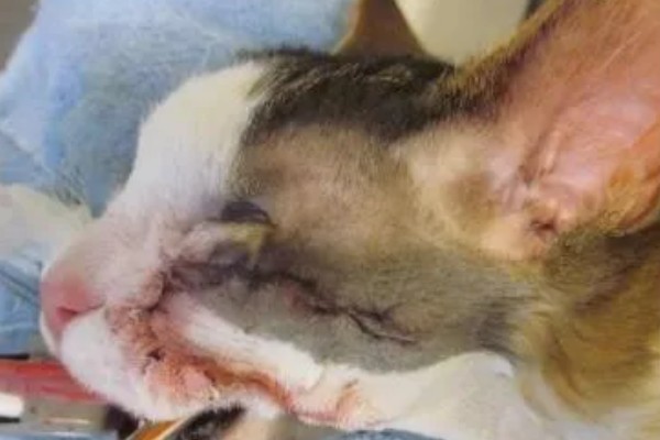 犬猫卵巢肿瘤怎么治疗，接受手术可防止肿瘤扩散