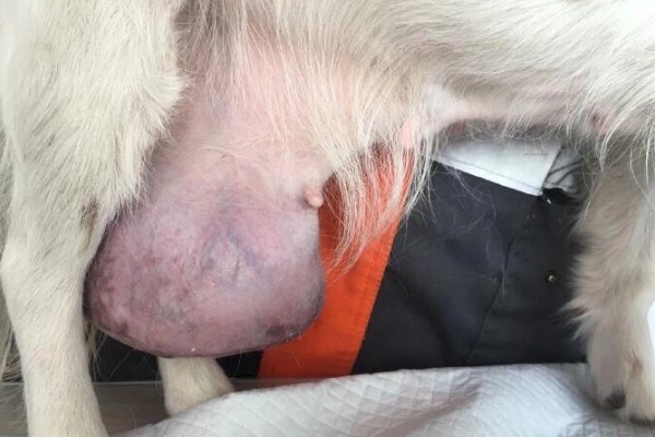 犬猫卵巢肿瘤怎么治疗，接受手术可防止肿瘤扩散