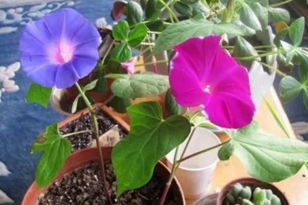 牵牛花不可浇多水的原因，可能会导致烂根