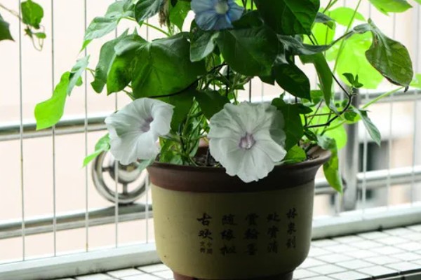 牵牛花不可浇多水的原因，可能会导致烂根
