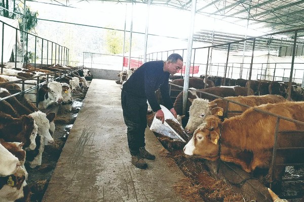 牛不吃食没精神的原因，可能是牛舍卫生差、低温等因素所致