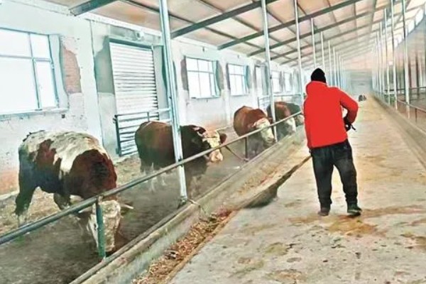 牛不吃食没精神的原因，可能是牛舍卫生差、低温等因素所致