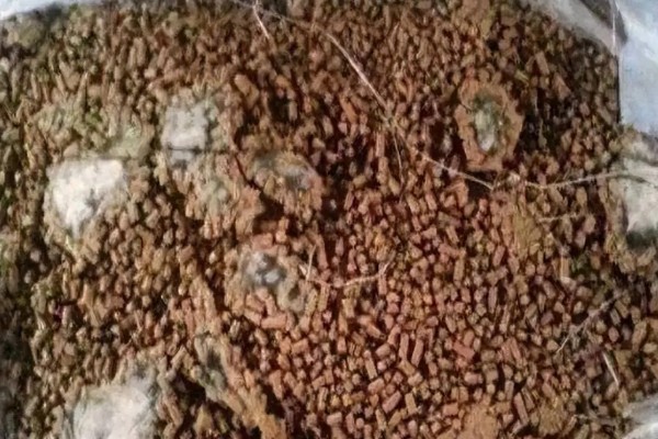 牛不吃食没精神的原因，可能是牛舍卫生差、低温等因素所致