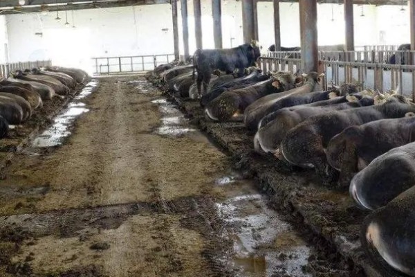 牛不吃食没精神的原因，可能是牛舍卫生差、低温等因素所致