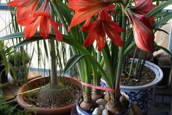 对红花又叫什么，又叫对兰、对对红等
