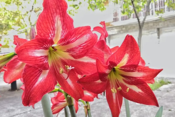 对红花又叫什么，又叫对兰、对对红等